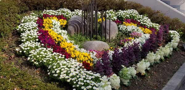 保健室前の花壇に菜の花 チューリップが咲きました 関西大倉中学校 高等学校